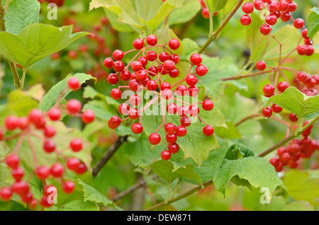 Guelder rose (Viburnum opulus) Stock Photo