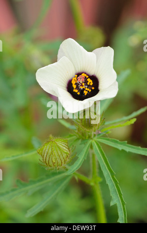 Indian hemp (Hibiscus cannabinus) Stock Photo