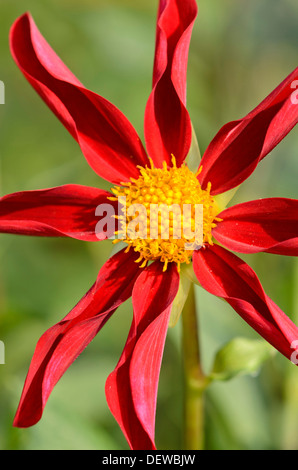 Orchid dahlia (Dahlia Honka Red) Stock Photo