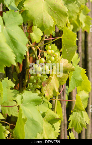 Grape vine (Vitis vinifera) Stock Photo