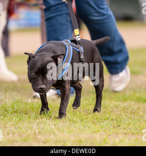 A dog at The All About Dogs Show at the Norfolk Showground, Norwich, Norfolk, England, Britain, Uk Stock Photo