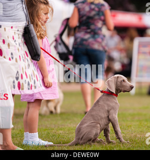 A dog at The All About Dogs Show at the Norfolk Showground, Norwich, Norfolk, England, Britain, Uk Stock Photo