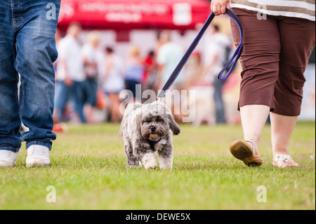 A dog at The All About Dogs Show at the Norfolk Showground, Norwich, Norfolk, England, Britain, Uk Stock Photo