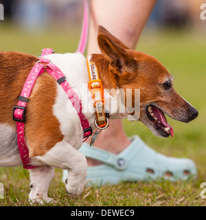 A dog at The All About Dogs Show at the Norfolk Showground, Norwich, Norfolk, England, Britain, Uk Stock Photo