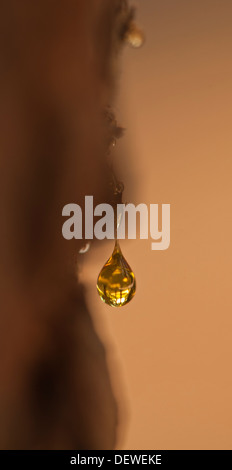 A drop of resin forming from a tree trunk Stock Photo