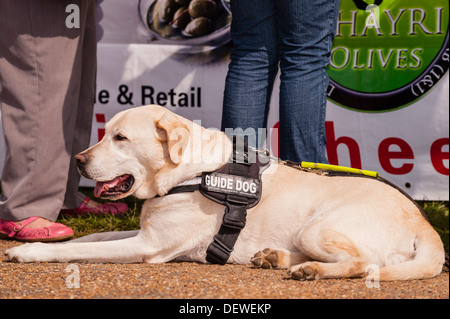 A guide dog at The All About Dogs Show at the Norfolk Showground, Norwich, Norfolk, England, Britain, Uk Stock Photo