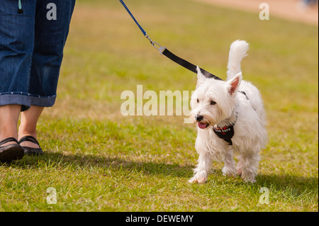 A woman with her dog at The All About Dogs Show at the Norfolk Showground, Norwich, Norfolk, England, Britain, Uk Stock Photo