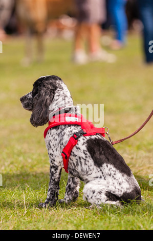 A dog at The All About Dogs Show at the Norfolk Showground, Norwich, Norfolk, England, Britain, Uk Stock Photo