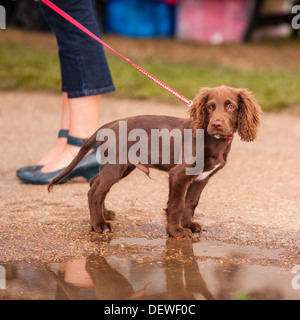 A dog at The All About Dogs Show at the Norfolk Showground, Norwich, Norfolk, England, Britain, Uk Stock Photo