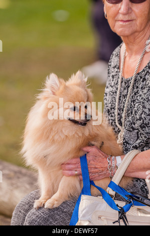 A woman with her dog at The All About Dogs Show at the Norfolk Showground, Norwich, Norfolk, England, Britain, Uk Stock Photo