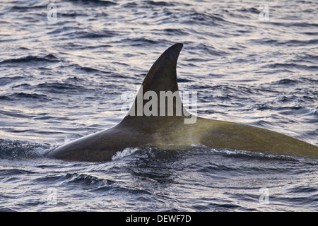 A small pod of Pack Ice Type B killer whales Orcinus orca finding a ...