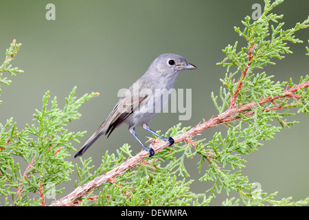 Gray Vireo Vireo vicinior Stock Photo Alamy