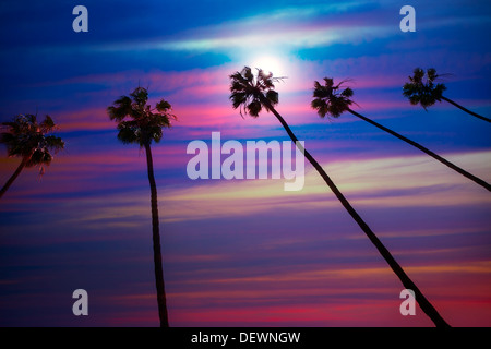 California palm trees group sunset with colorful sky Stock Photo