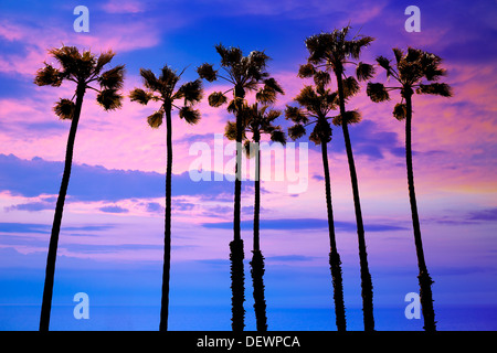 California palm trees group sunset with colorful sky Stock Photo