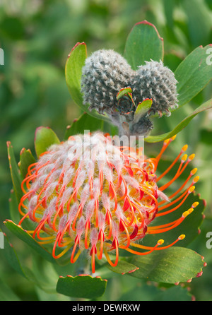 Mossel Bay Pincushion (Leucospermum praecox) Vunerable protea species because of habitat loss, Fynbos habitat, South Africa Stock Photo