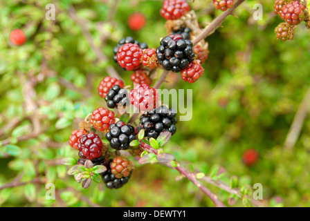 Branch of ripening wild blackberries. Selective focus Stock Photo