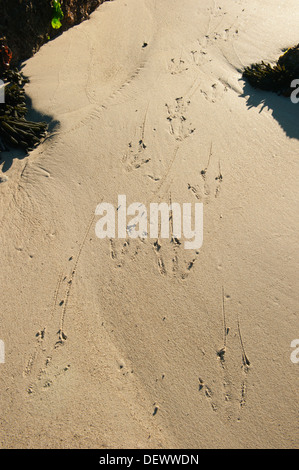 African Penguin (Spheniscus demersus) Wild, Tracks in sand, Boulders Beach, Cape Peninsula, South Africa ENDANGERED Stock Photo
