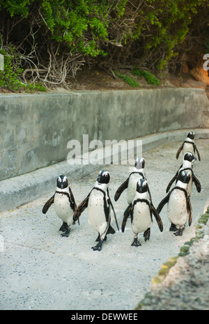 African Penguin (Spheniscus demersus) Wild, Walking up concrete path, Boulders Beach, Cape Peninsula, South Africa ENDANGERED Stock Photo