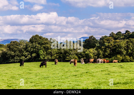 Cows grazing in a field on a sunny summer day in the Cwm Oergwm in the Brecon Beacons National Park. Stock Photo