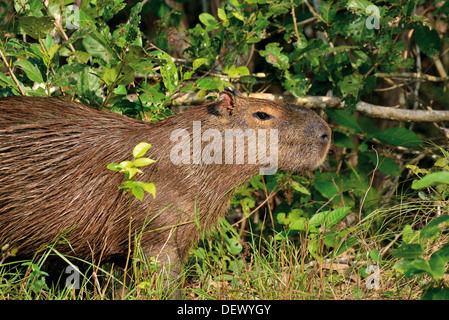 3dRose Brazil, Pantanal A capybara walking proudly. - Key Chains, 2.25 by  2.25-inch, set of 2 