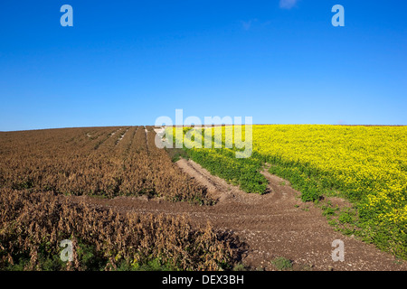 Agricultural crops with yellow mustard flowers and brown potato plants dessicated by weed-killer under a clear blue sky Stock Photo