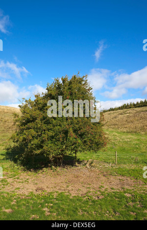 A lone hawthorn tree with red berries in a green pasture under a blue sky in late summer on the Yorkshire wolds Stock Photo