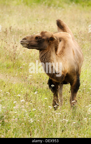 Bactrian camel, Camelus bactrianus, in grassland Stock Photo