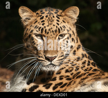 Female Amur leopard (portrait) Stock Photo