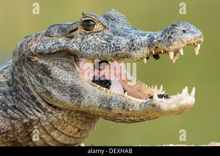 Stock photo of a spectacled caiman with its mouth open, and you can see leeches in his mouth. Stock Photo