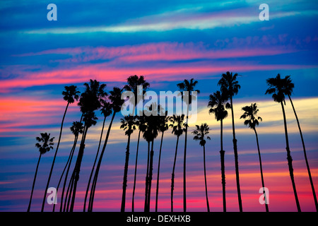 California palm trees group sunset with colorful sky Stock Photo