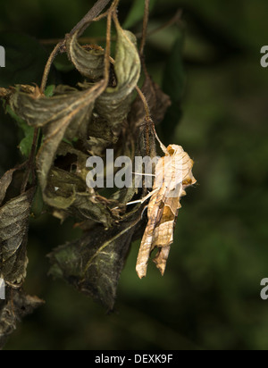 Angle shades moth (Phlogophora meticulosa) with angular markings providing disruptive camouflage Stock Photo