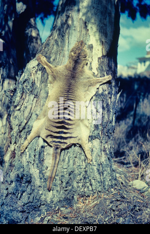 Thylacine Thylacinus cynocephalus Historical photo of skin drying on a gum tree Photographed in Tasmania, Australia Stock Photo