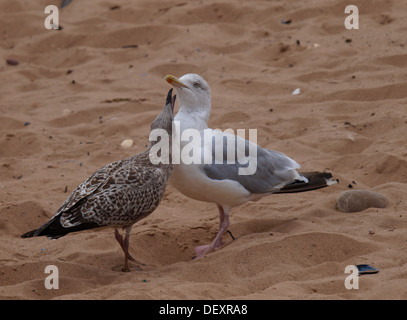 Juvenile Herring Gull, Larus argentatus trying to persuade parent to feed it, Devon, UK 2013 Stock Photo