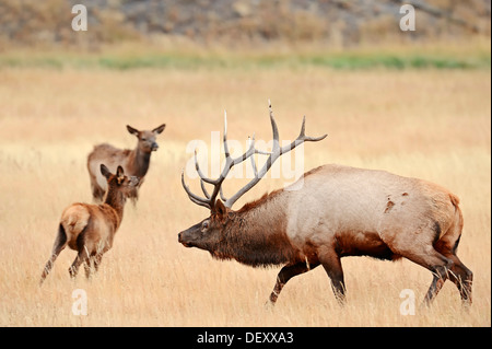 Wapiti or Elk (Cervus canadensis, Cervus elaphus canadensis), male and females during the rutting period Stock Photo