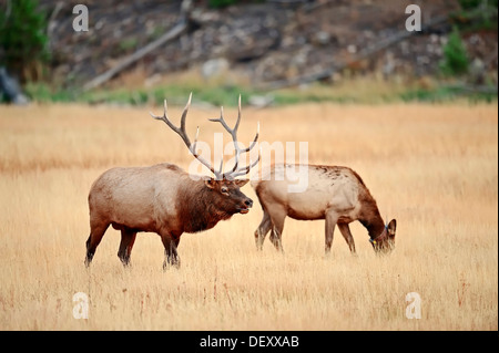 Wapiti or Elk (Cervus canadensis, Cervus elaphus canadensis), pair during the rutting period, Yellowstone National Park, Wyoming Stock Photo