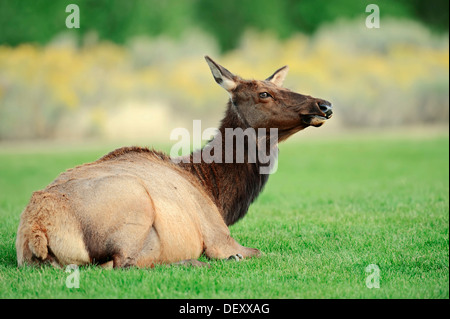 Wapiti or Elk (Cervus canadensis, Cervus elaphus canadensis), female, Yellowstone National Park, Wyoming, USA Stock Photo
