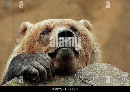 Kodiak bear (Ursus arctos middendorffi), portrait, native to Alaska, in captivity Stock Photo