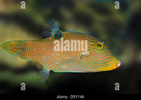 Papuan Toby or False-eye Toby (Canthigaster papua, Canthigaster solandri), native to the Great Barrier Reef