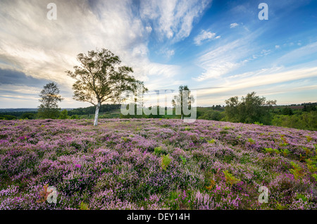 Heather in bloom in the New Forest Stock Photo