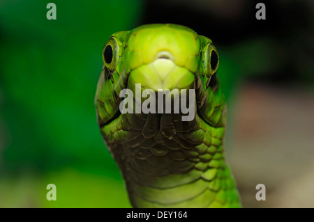 Eastern Green Mamba (Dendroaspis angusticeps), venomous snake, portrait, native to Africa, in captivity Stock Photo