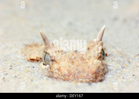 Saharan Horned Viper or Horned Desert Viper (Cerastes cerastes), venomous snake, portrait, native to North Africa Stock Photo