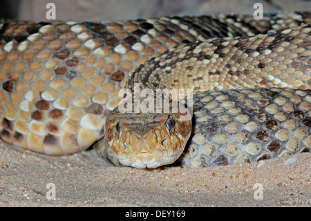 Mexican West Coast Rattlesnake or Mexican Green Rattler (Crotalus ...