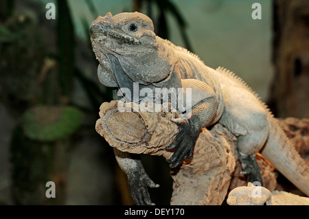 Rhinoceros Iguana (Cyclura cornuta), native to South America, in captivity Stock Photo