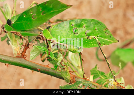 Bush Katydid or Malaysian Leaf Katydid (Ancylecha fenestrata), native to Malaysia, in captivity, Bergkamen Stock Photo