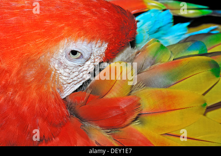 Scarlet Macaw (Ara macao), native to South America, in captivity, Netherlands, Europe