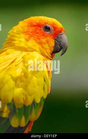 Sun Parakeet or Sun Conure (Aratinga solstitialis), portrait, native to South America, in captivity Stock Photo