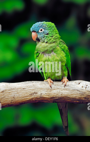 Blue-crowned Parakeet, Blue-crowned Conure or Sharp-tailed Conure (Aratinga acuticaudata), native to South America, in captivity Stock Photo