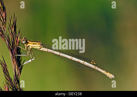 White-legged Damselfly or Blue Featherleg (Platycnemis pennipes), juvenile, North Rhine-Westphalia Stock Photo