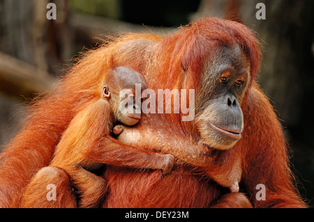 Sumatran Orangutan (Pongo pygmaeus abelii, Pongo abelii), female with young, native to Sumatra, Asia, in captivity Stock Photo