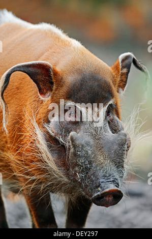 Red River Hog or African Bush Pig (Potamochoerus porcus pictus), native to Cameroon, Africa, in captivity Stock Photo